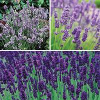 Lavender Collection - 18 lavender plug plants - 6 of each variety