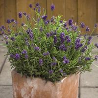 lavender mini blue 1 packet 20 lavender seeds