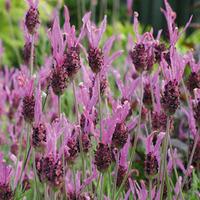 lavender papillon large plant 1 x 35 litre potted plant