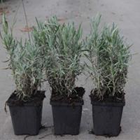 Lavender \'Rosea\' (Large Plant) - 2 x 9cm potted lavender plants