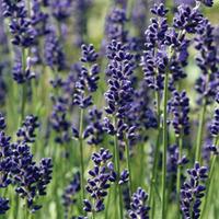 Lavender \'Hidcote\' - 6 lavander plug plants