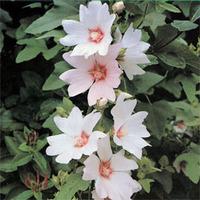 Lavatera \'Barnsley\' (Large Plant) - 1 x 1 litre potted lavatera plant