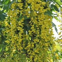 laburnum anagyroides large plant 2 x 35 litre potted laburnum plants