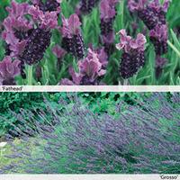 lavender duo collection 10 lavender jumbo plug plants 5 of each variet ...