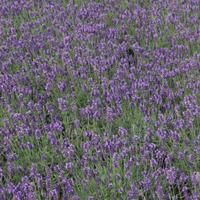 Lavender \'Hidcote\' (Large Plant) - 1 x 3.6 litre potted lavender plant