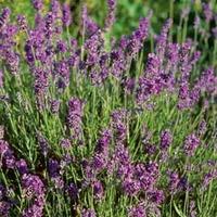 Lavender \'Munstead\' - 2 x 9cm potted lavender plants