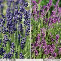 lavender duo 24 lavender plug plants 12 of each variety
