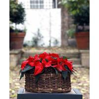 Large Poinsettia Basket