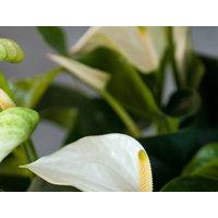 Large Anthurium Plant