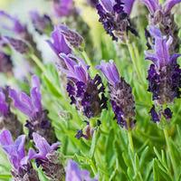 Lavender \'Purple Ribbon\' (Bandera) - 48 lavender plug plants