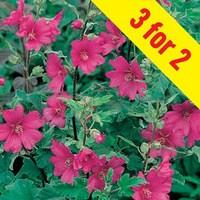 Lavatera Burgundy Wine 3 Plants 3 Litre