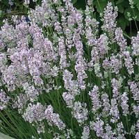 lavender rosea 3 plant 9cm pot