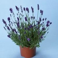 lavender elegance purple 12 large plants