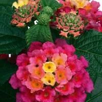 Lantana Tropic 2 Pre-Planted Troughs