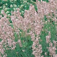 Lavender Rosea 1 Plant 2 Litre