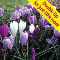 Large Flowering Crocus 100 Bulbs