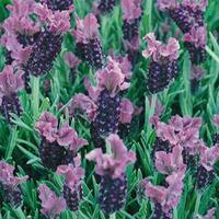 lavender fathead large plant 1 plant in 2 litre pot