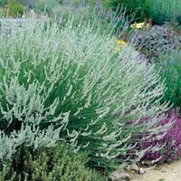 Lavender x intermedia \'Edelweiss\' (Large Plant) - 1 lavender plant in 2 litre pot