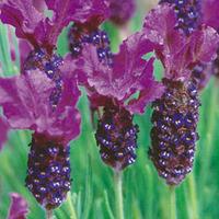 Lavender \'Bluestar\' - 2 lavender plants in 2 litre pots