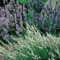 lavender scented collection 6 large plants