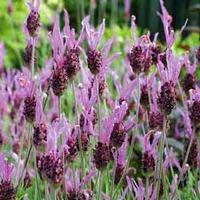 Lavender \'Papillon\' - 5 lavender plug plants