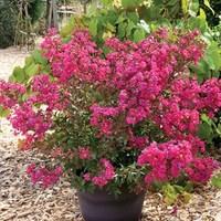 Lagerstromeria Cherie 1 Plant 9cm Pot