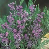 Lavender Vera 3 Plant 9cm Pot