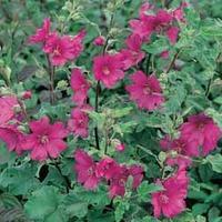 Lavatera \'Burgundy Wine\' - 1 lavatera plug plant