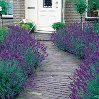 lavender munstead 48 lavender plug tray plants