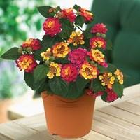 Lantana Tropic 1 Pre-Planted Container