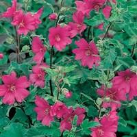 Lavatera Burgundy Wine 1 plant 3 litre