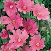 Lavatera Rosea 1 Plant 3 litre