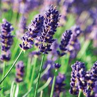 Lavender \'The Fragrant Lavender\' (Seeds) - 1 packet (110 lavender seeds)