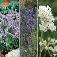 Lavender Ellagance Mix 12 Large Plants