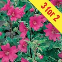 Lavatera Burgundy Wine 3 Plants 9cm Pot