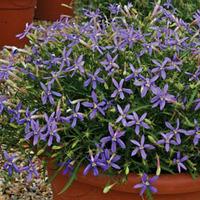 laurentia indigo stars 72 laurentia plug tray plants