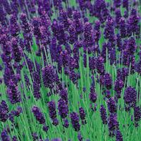 Lavender \'Hidcote\' - 12 lavender plug tray plants
