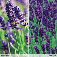 Lavender \'Duo Collection\' - 24 lavender plug tray plants - 12 of each variety