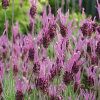 Lavender \'Papillon\' (Large Plant) - 2 lavender plants in 3.5 litre pots