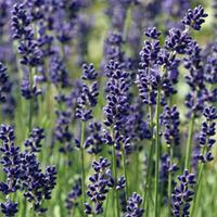 Lavender \'Hidcote\' (Large Plant) - 1 lavender plant in 3.5 litre pot