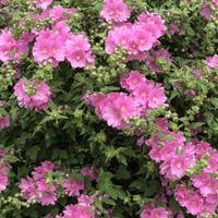 Lavatera \'Barnsley\' (Large Plant) - 1 plant in 1 litre pot