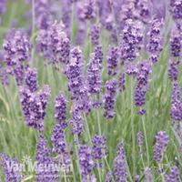 Lavender \'Munstead\' (Large Plant) - 2 lavender plants in 1 litre pots