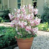 Lavatera \'Barnsley Baby\' - 1 lavatera plant in 7cm pot