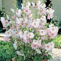Lavatera x clementii \'Barnsley Baby\' (Large Plant) - 1 lavatera plant in 1 litre pot