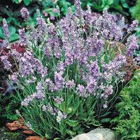 Lavender \'Ellagance Sky\' - 6 lavender plug tray plants