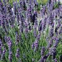 lavender grosso 3 plants 9cm pot