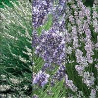Lavender Pastels Collection 3 Plants 9cm Pot