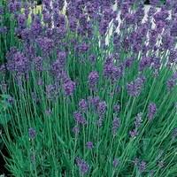 lavender munstead 3 plants 9cm pot