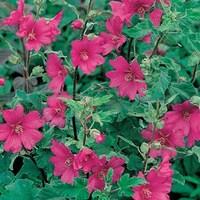 Lavatera Burgundy Wine 1 Plant 9cm Pot