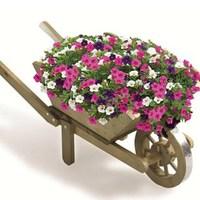 large flat pack wheelbarrow 1 planter 6 celebration plants free 20l co ...
